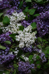 White and purple blooming lilac flowers with green leaves.