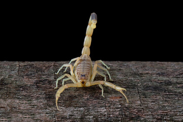 The Deathstalker Scorpion (Leiurus quinquestriatus) is a species of scorpion, a member of the...