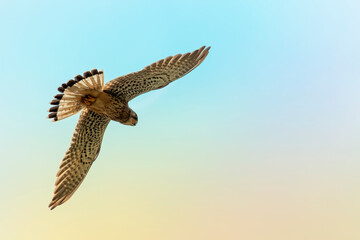 Eurasian kestrel in flight. European kestrel. Falco tinnunculus.