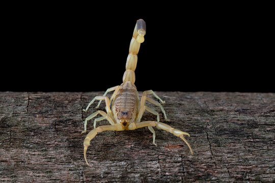 The Deathstalker Scorpion (Leiurus quinquestriatus) is a species of scorpion, a member of the family Buthidae. It is also known as the Palestine Yellow Scorpion.