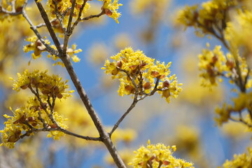 サンシュユの花