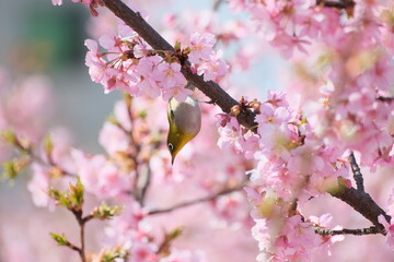 春の訪れ。メジロと満開の桜。