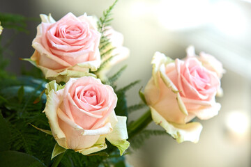 Closeup of bouquet of pink roses, nature and flowers with botany, gift and celebration with romance or friendship. Plant, botanical and love with symbol of affection, natural and floral with blossom