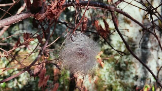Fluffy hairy climatis flowers hanging on a tree. Close-up of dry fluffy white tree branches developing in the wind. High quality FullHD footage
