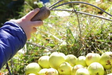 Ramassage de pommes à cidre en Normandie