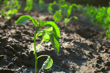 Agricultural field on which grow young green peas, small depth of field. Vegetable garden in the backyard in the rays of bright summer light