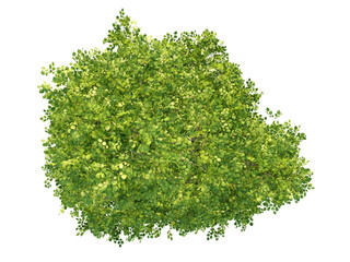 Obraz premium Alnus Glutinosa - Top View Black Alder