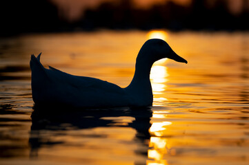 white duck at sunset
