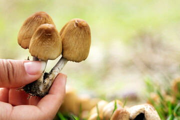 boletus edulis mushroom in the forest