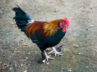 Chicken in the aviary. Selective focus.