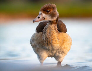 Egyptian duck chick