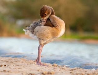Egyptian duck chick