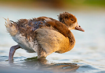 Egyptian duck chick