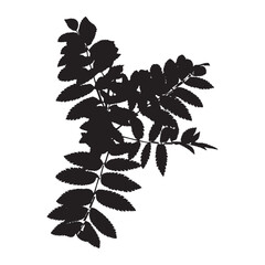 Silhouette of rowan branch with young leaves isolated