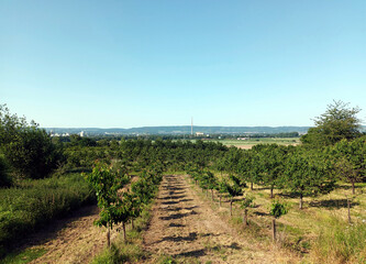 Fototapeta na wymiar Obstplantage mit Obstbäumen im Neuwieder Becken bei Mülheim-Kärlich in Rheinland-Pfalz im Juni.