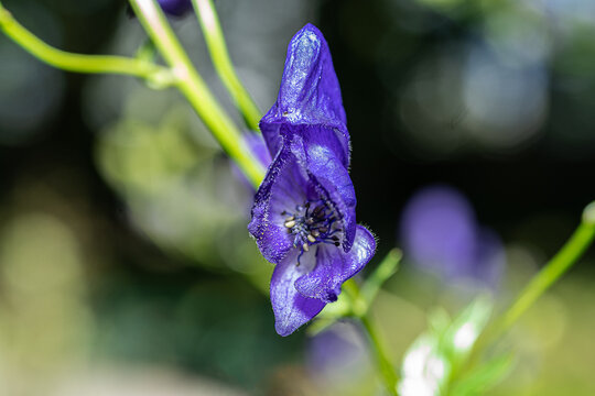 Tojad (Aconite, Aconitum)	
