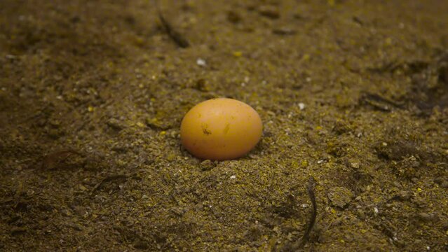 福地鶏 福井県 鶏の卵 採卵 搬送 消毒 出荷 パッケージ