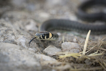 tiny gras snake