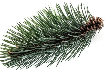 pine branch on white