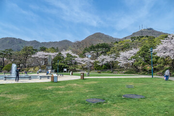 Fototapeta na wymiar 函館公園の桜咲く