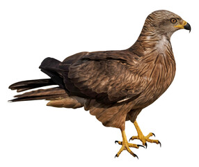 Black Kite (Milvus migrans), PNG, isolated on transparent background 