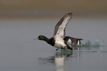 Greater scaup or Aythya marila observed in Gajoldaba in West Bengal, India
