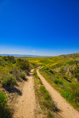 Fototapeta na wymiar Exploring the back roads of the Carrizo plain in the spring