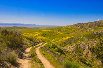 Exploring the back roads of the Carrizo plain in the spring