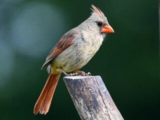 Female Northern Cardinal sitting on post
