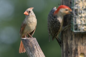 Female Northern Cardinal looking at red bellied woodpecker