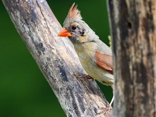 Female cardinal on a branch, topknot