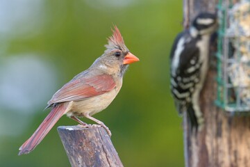 Cardinal looking at woodpecker