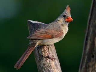 cardinal on a fence