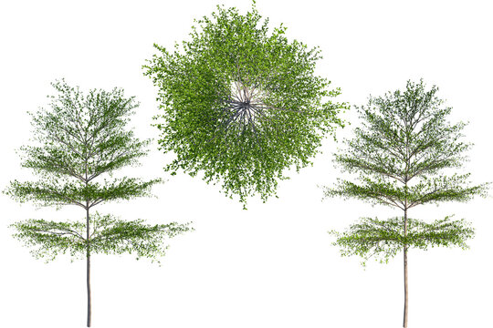 Madagascar almond or Terminalia neotaliala, the Madagascar almond tree as known as Ketapang Kencana tree in Indonesia, is a mid-sized tree in the leadwood tree family . Rendered image with PNG format.