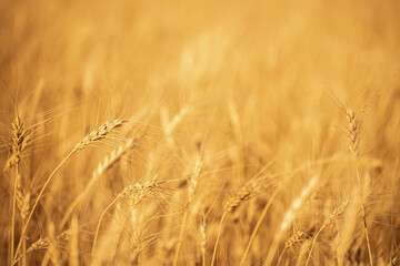 Wheat field on a sunny day. Grain farming, ears of wheat close-up. Agriculture, growing food products.