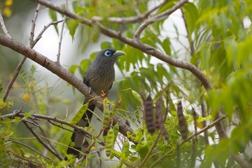 The blue-faced malkoha, (Phaenicophaeus viridirostris) or small green-billed malkoha, Kukačka Modrolící, on branch Sri Lanka, detail closeup with caterpillar in the beak