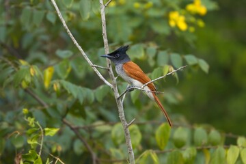 Indian paradise flycatcher, Terpsiphone paradisi is a medium-sized passerine bird native to Asia, It is native to the Indian subcontinent, Central Asia and Myanmar. Lejskovec Rajský, 