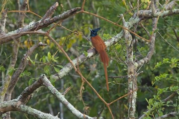 Indian paradise flycatcher, Terpsiphone paradisi is a medium-sized passerine bird native to Asia, It is native to the Indian subcontinent, Central Asia and Myanmar. Lejskovec Rajský, 