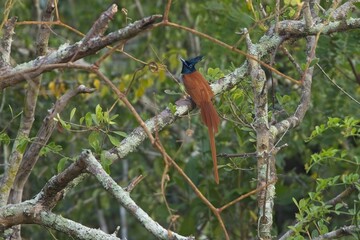 Indian paradise flycatcher, Terpsiphone paradisi is a medium-sized passerine bird native to Asia,...