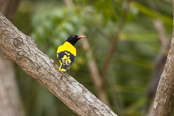 Beautiful black and yellow bird, Black-hooded Oriole, Oriolus xanthornus perching on a branch, Žluva Černokápá