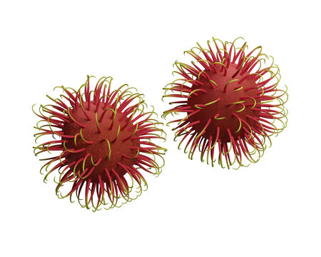 Rabutan, an exotic fruit on a white background. 3d rendering