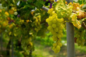 Beautiful Green Grape Vines in Rural Vineyard, Clean and Healthy Grapes with Nutritions and Vitamins.
