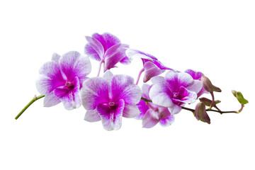 purple orchid isolated 