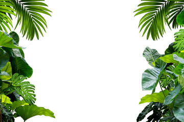 green leaves plant frame of tropical isolated