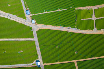 ドローンによる茶畑の空撮画像