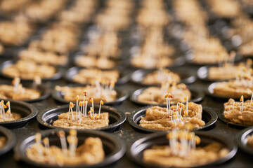 Plant sprouts growing in seed trays with soil sponge plugs.