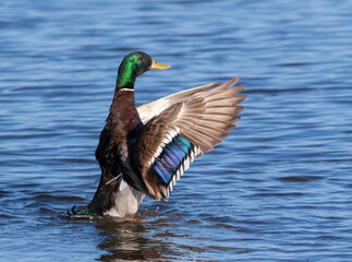Mallard, Anas platyrhynchos. The male swims in the river, stretching his wings