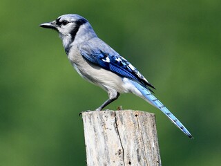blue jay on a branch