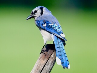 blue jay on a branch