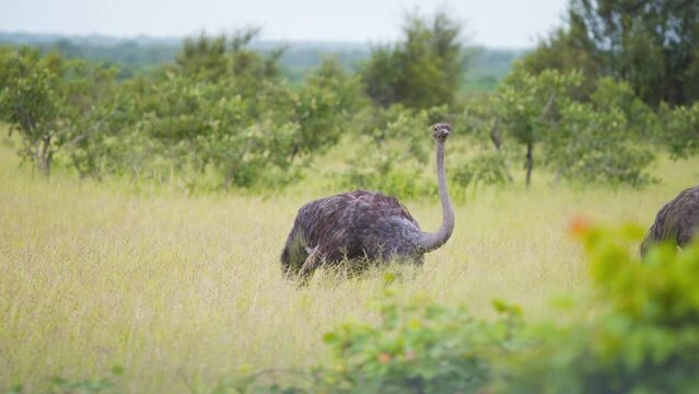 Two Ostrich birds chasing each other in grassy savanna plain in Africa.